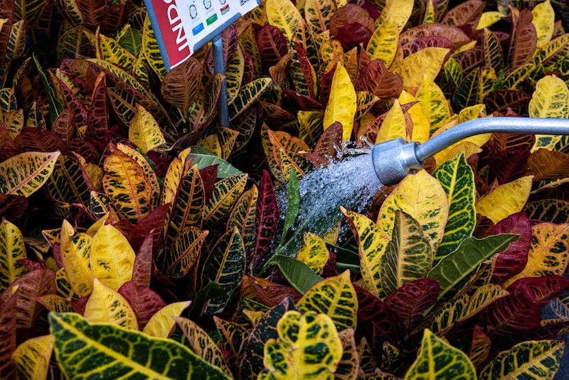 Crotons are watered twice a day while the weather is warm on Tuesday, Sept. 23, 2025, at...