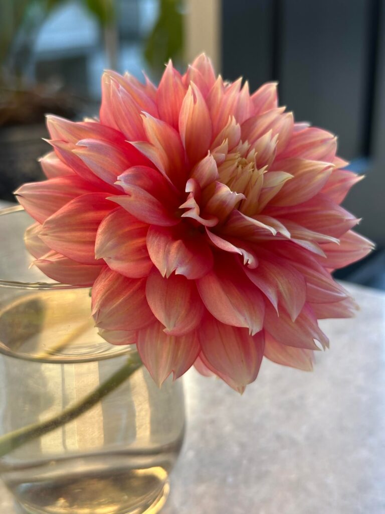 Wife’s first homegrown Dahila & Zinnia!