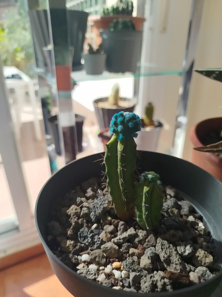 Cactus grafted in the last two months Cactus grafted in the last two months