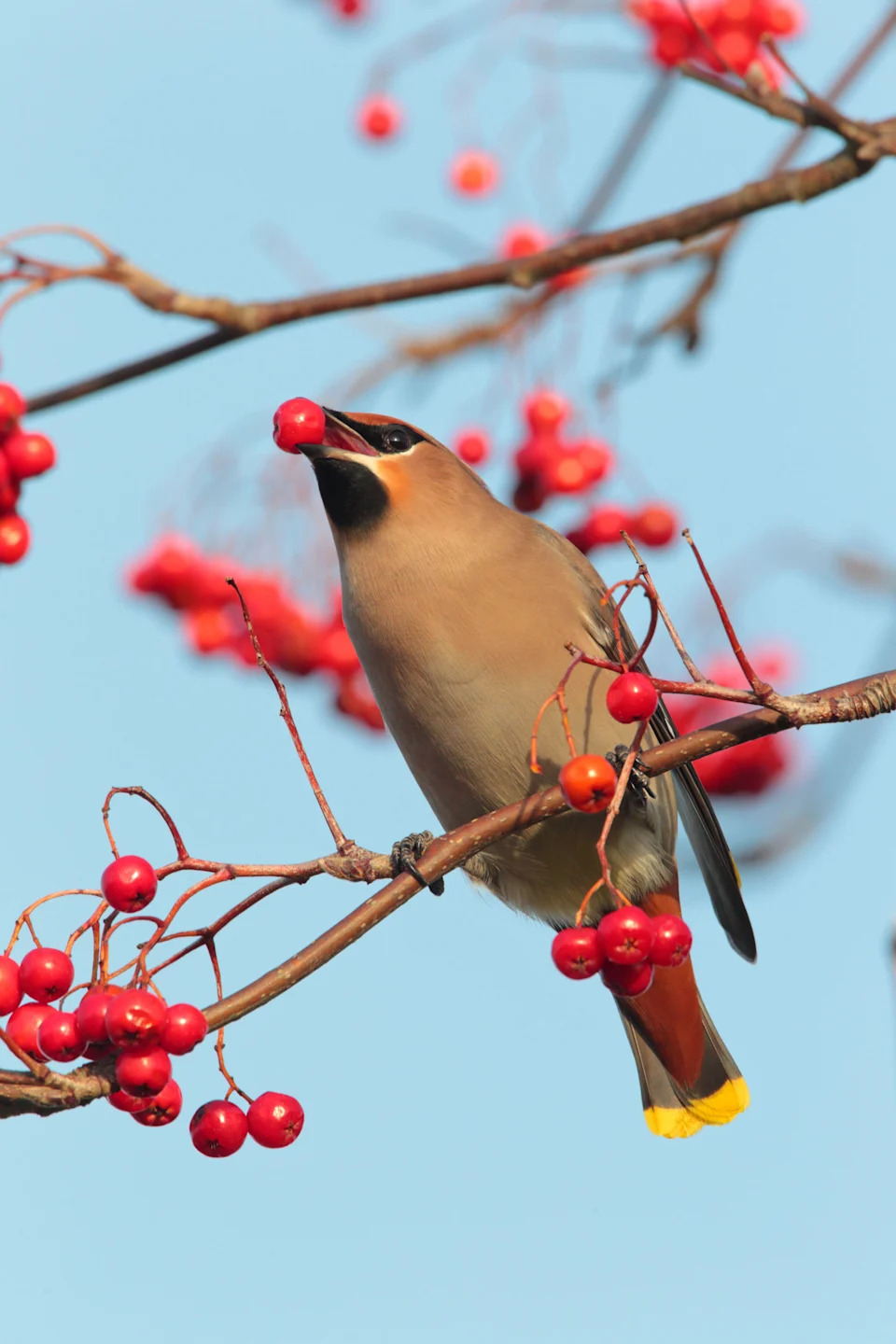 A waxwing feeding on winter berries (Alamy/PA)