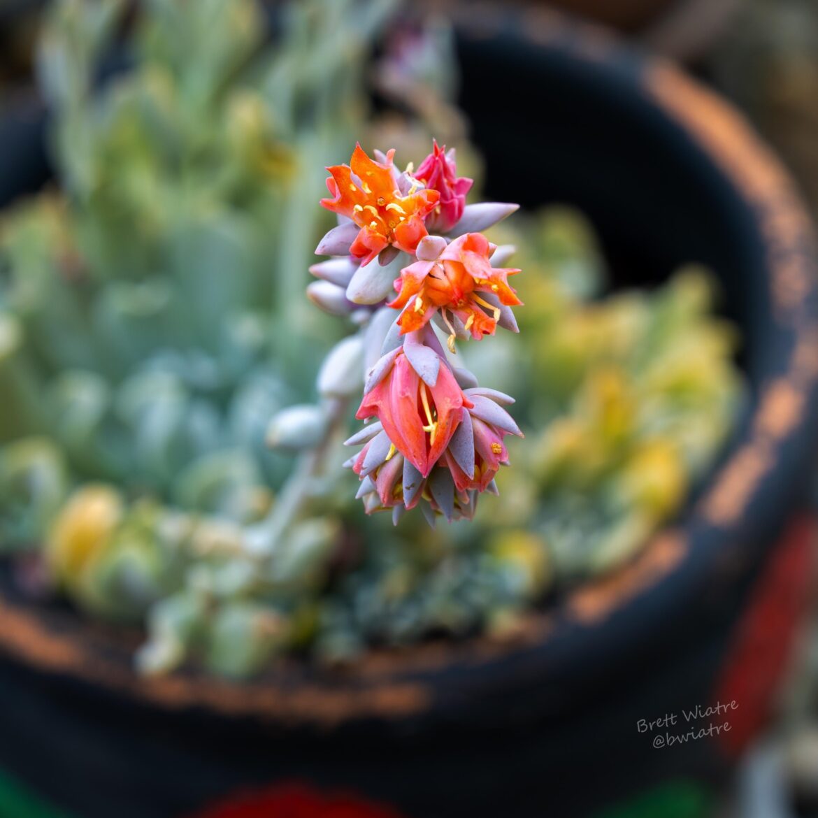 My mom's flowering succent