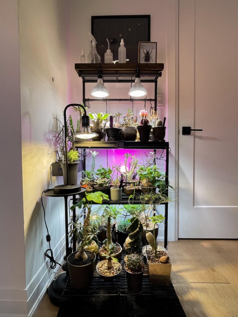 My first Indoor Setup and first winter in Zone 8b