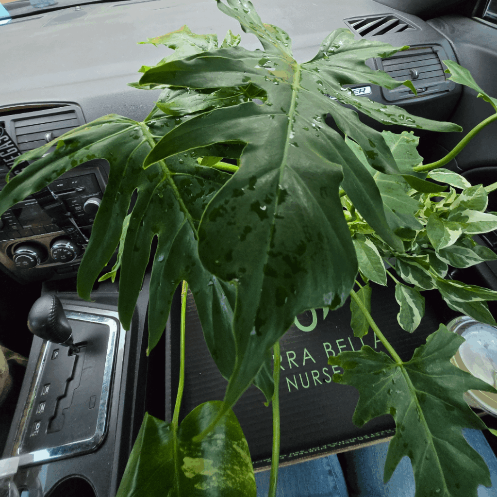 Can anyone confirm the ID?