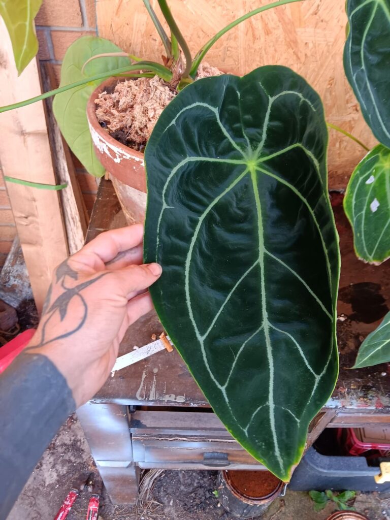 I was asked to post a photo of my forgetii. So here it is.