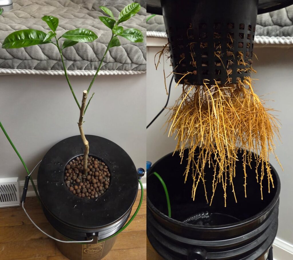 Lemon tree I've been growing from seed in PA. 100% hydroponic its entire life, and grown mostly indoors too