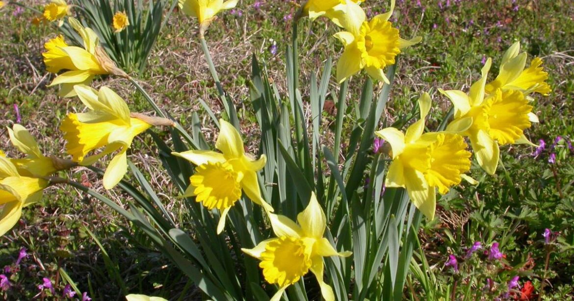 Time to plant your bulbs for spring color | Home/Garden