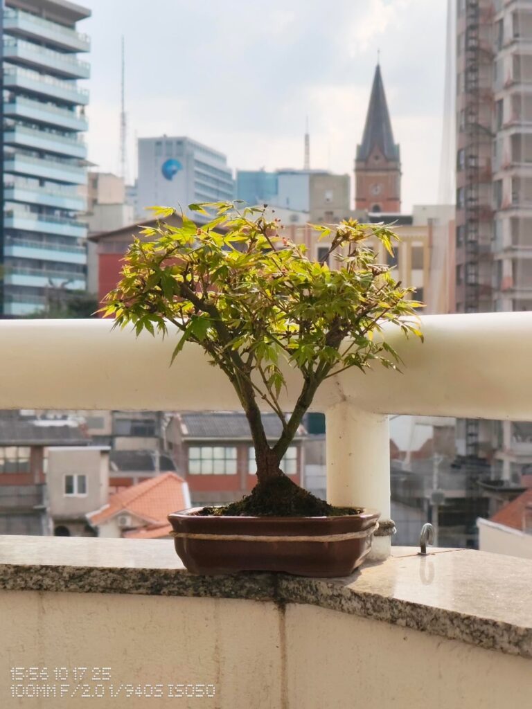 Have been looking after these Momiji (japanese Maple) for two years now. It's flowering!