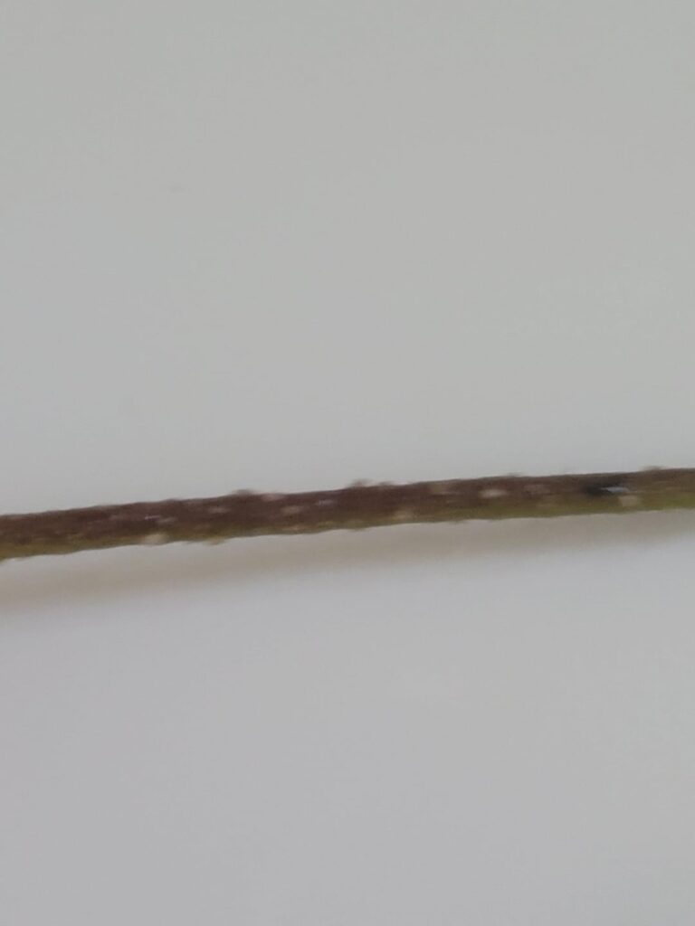 Fungus or new growth?