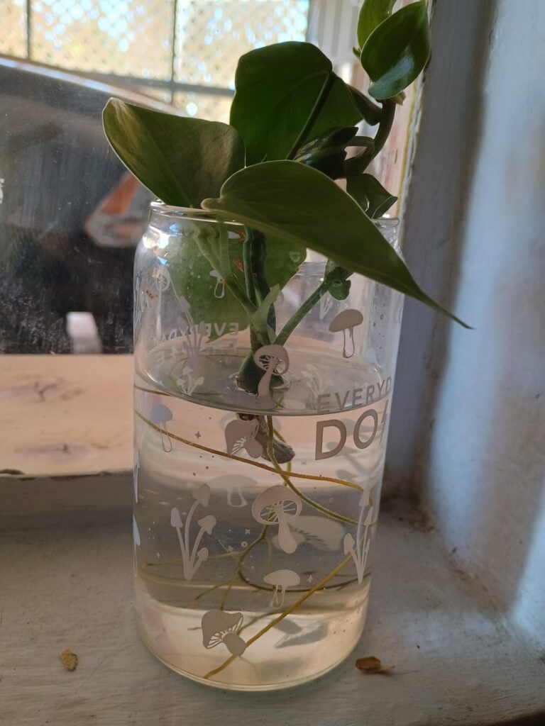 is this heartleaf philodendron ready to plant? is this heartleaf philodendron ready to plant?