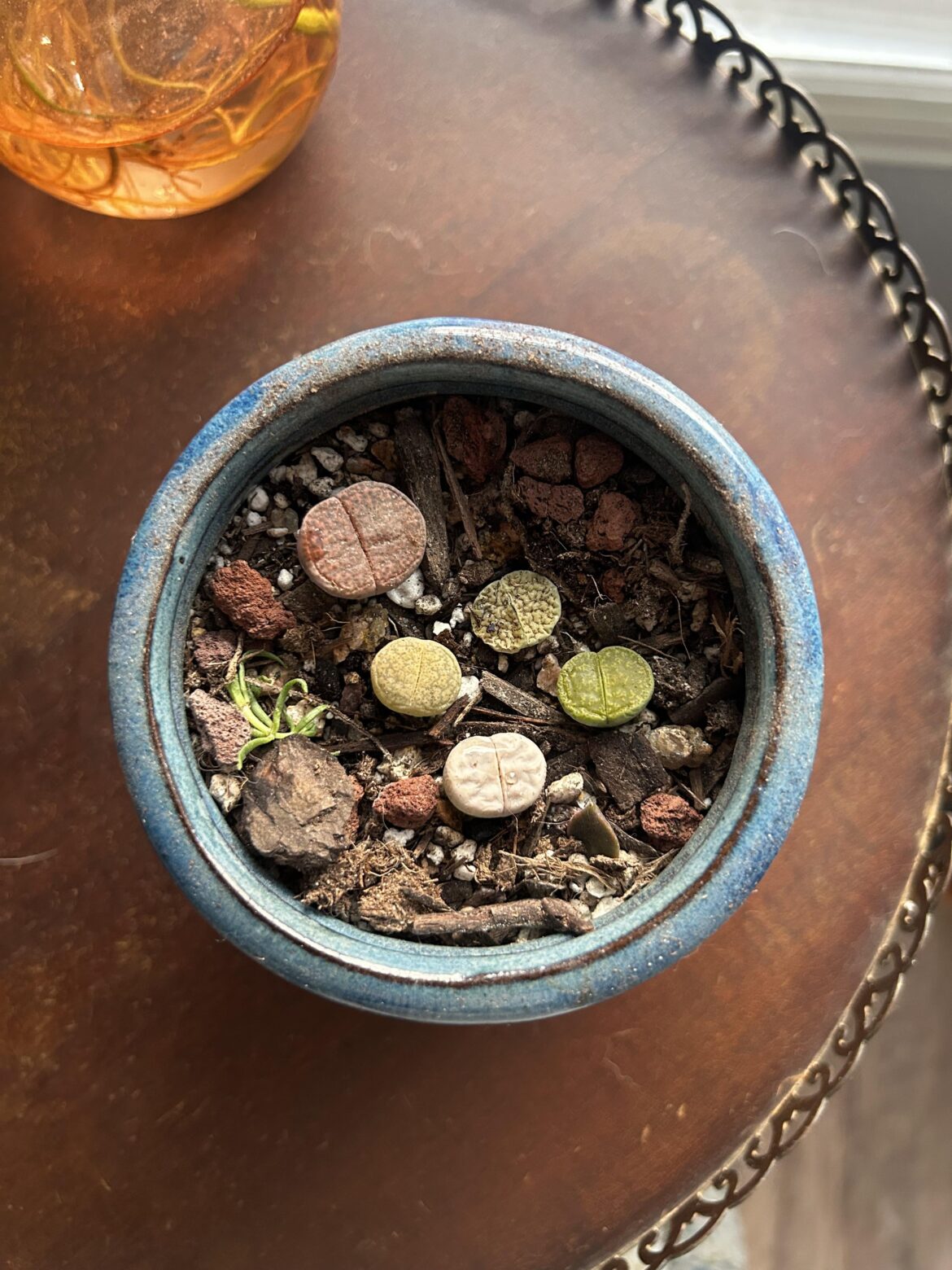 just repotted these cute rocks i got today
