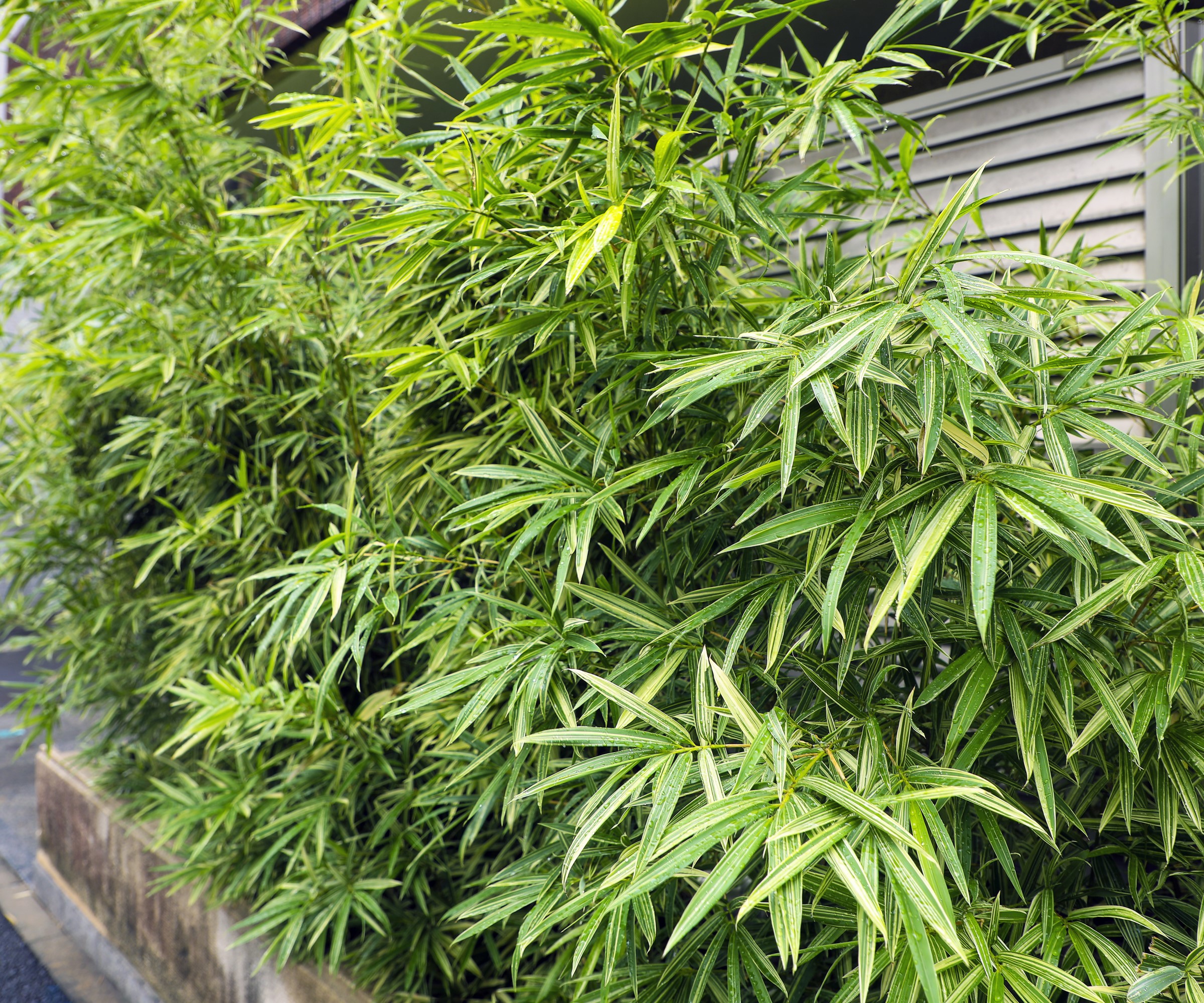 Bamboo growing in front of a house