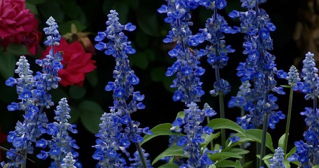 Dan Gill on moving salvia, pruning azaleas and testing soil | Home/Garden