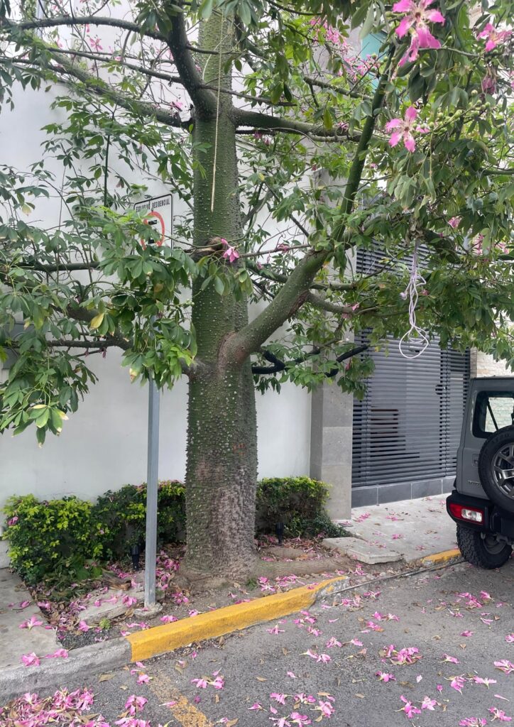 What kind of tree is this? Stabbed myself with its spines