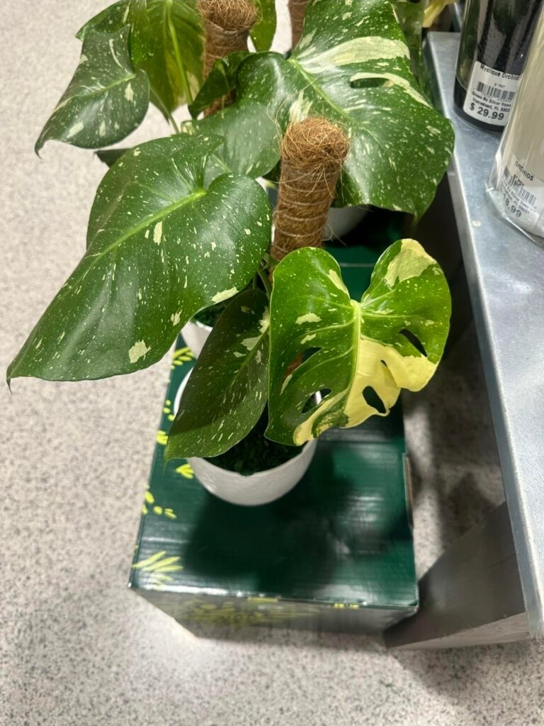 11 months of growth - Thai con, my first "rare" plant