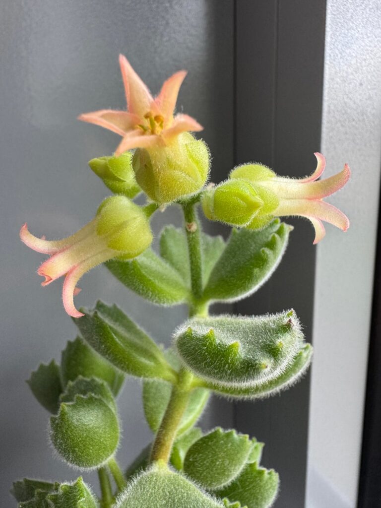 Bear paw bloom!