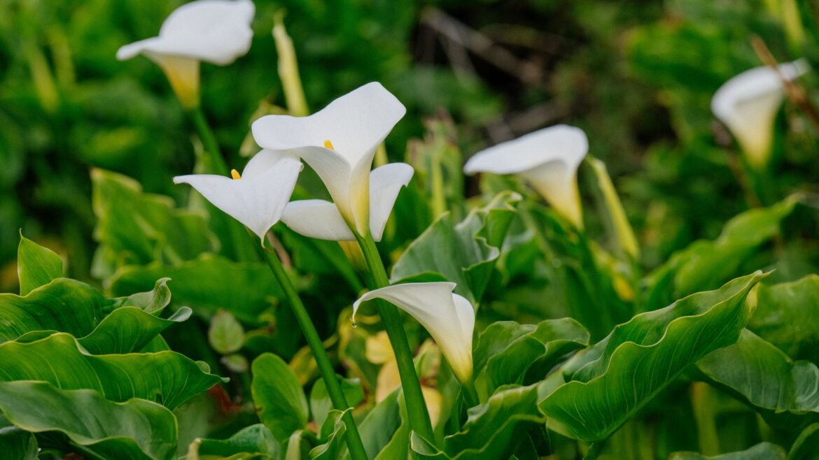 How to winterize calla lilies outdoors or indoors White flowers of calla lilies surrounded by green foliage