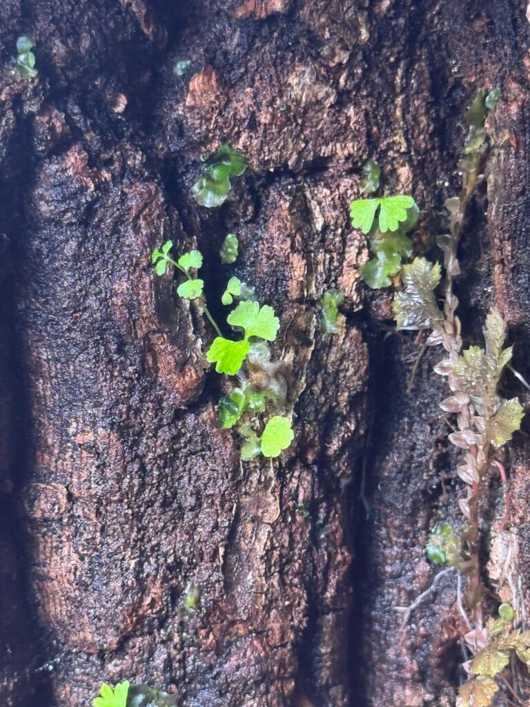Does anyone know what is growing on my cork flats?