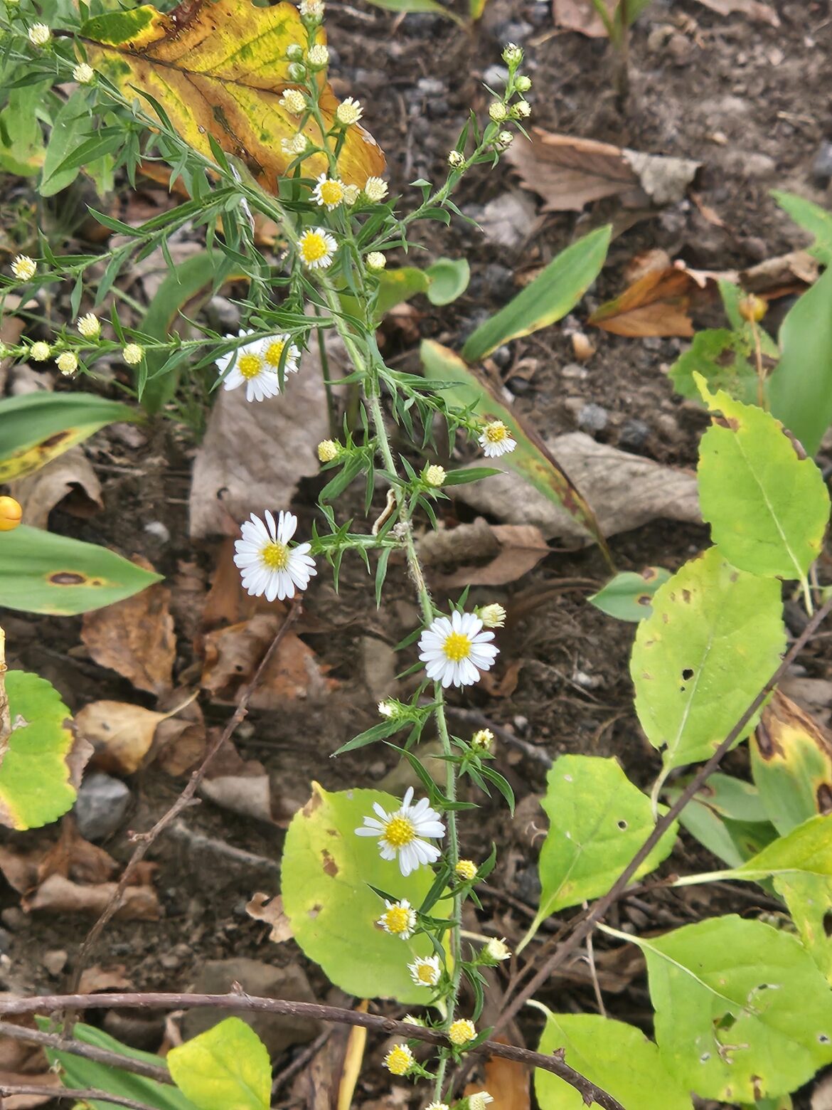 My volunteer Frost Aster