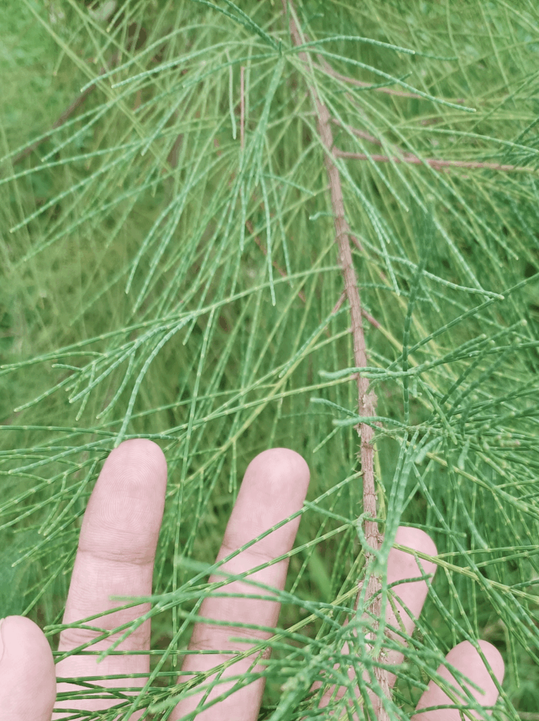 Found this thing on uni, i haven't seen many pine trees in my life, but i still suspect this is one?