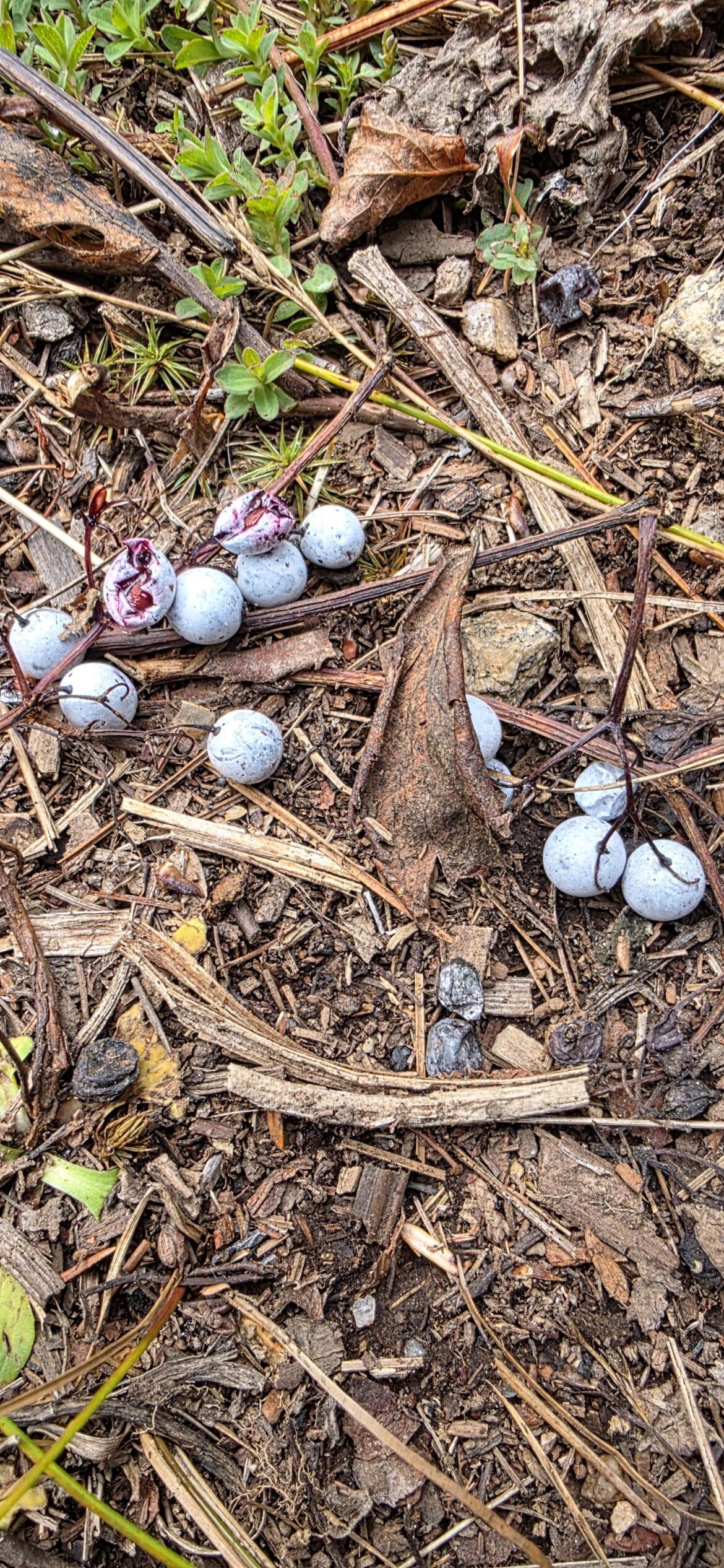 What are these berries?