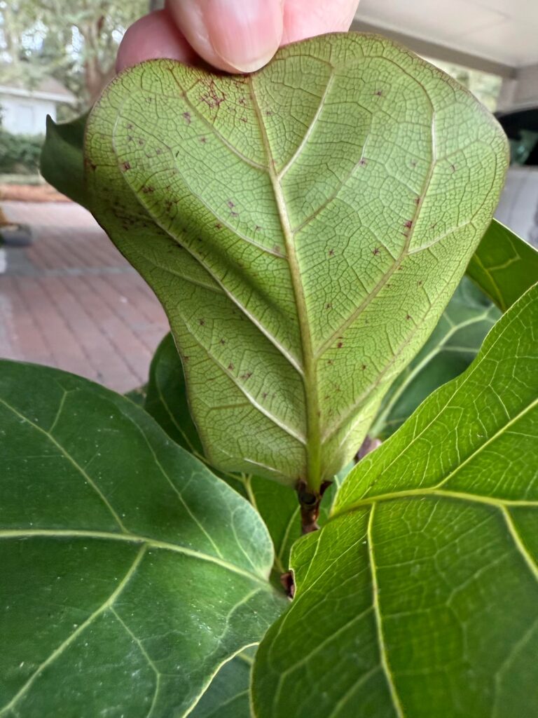 Spots on FLF