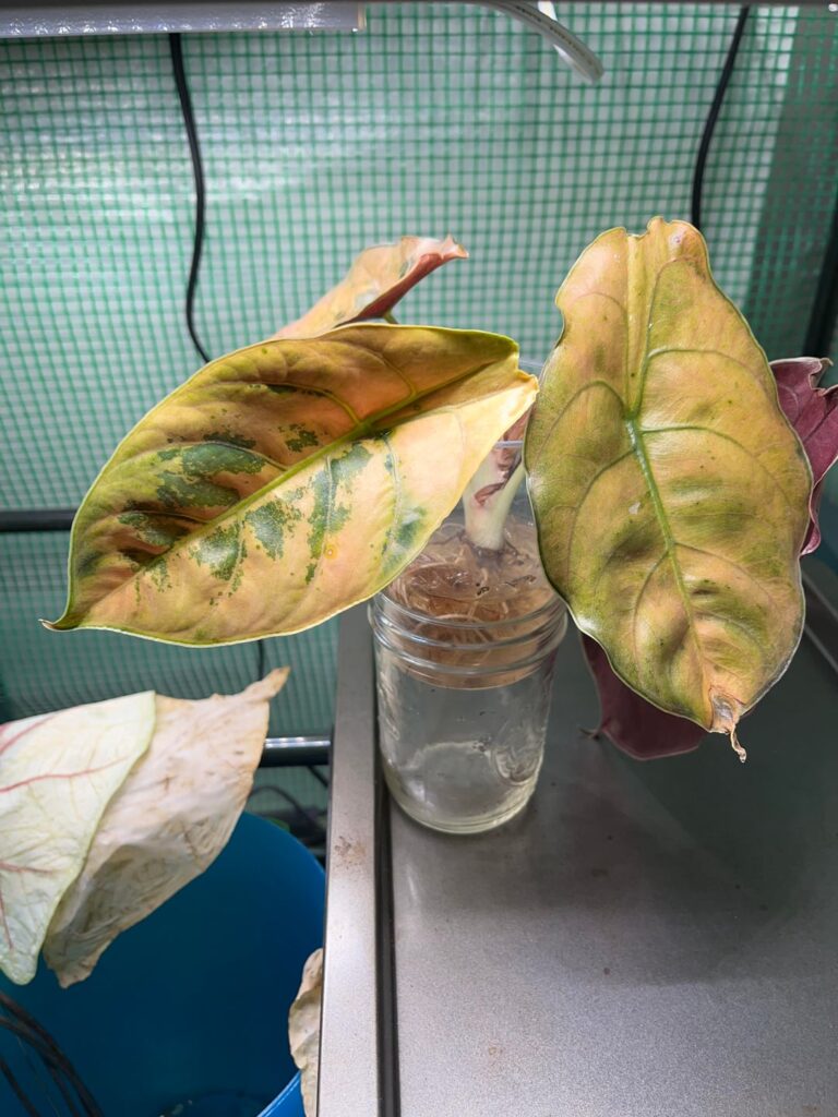 Ordered from Ecuagenera and don’t know how to rehab these plants Ordered from Ecuagenera and don’t know how to rehab these plants