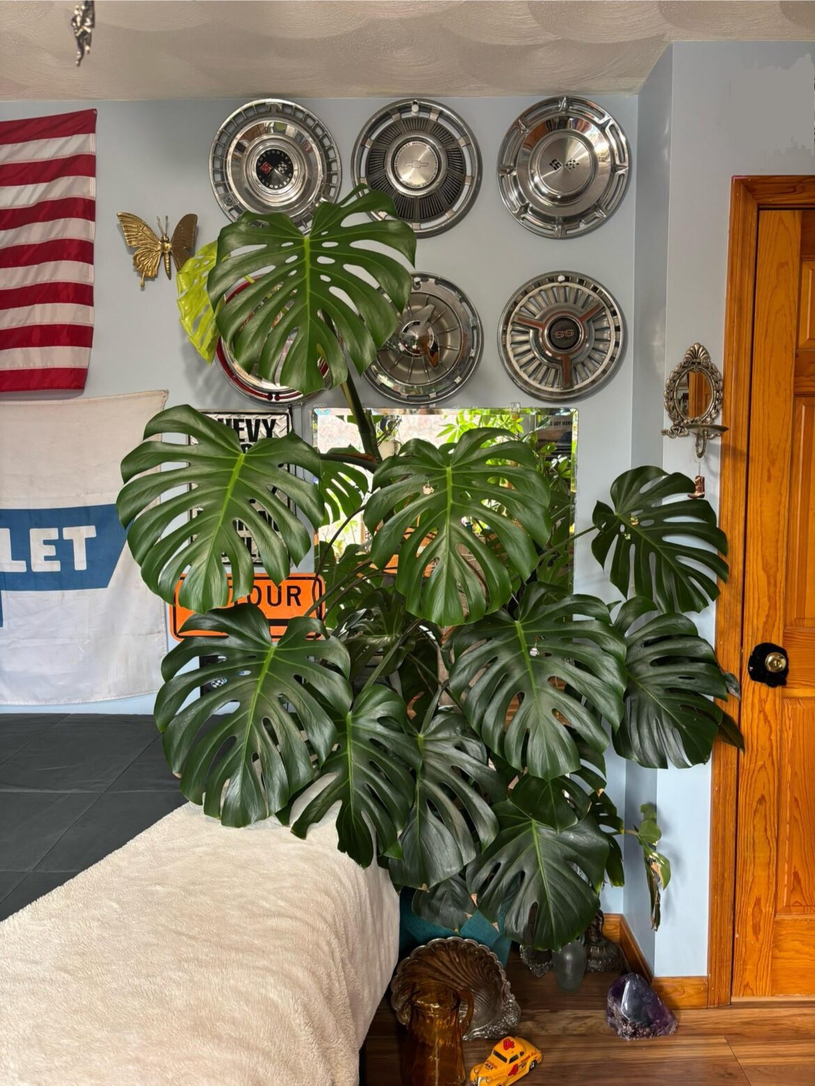 My 2.5 year old monstera!