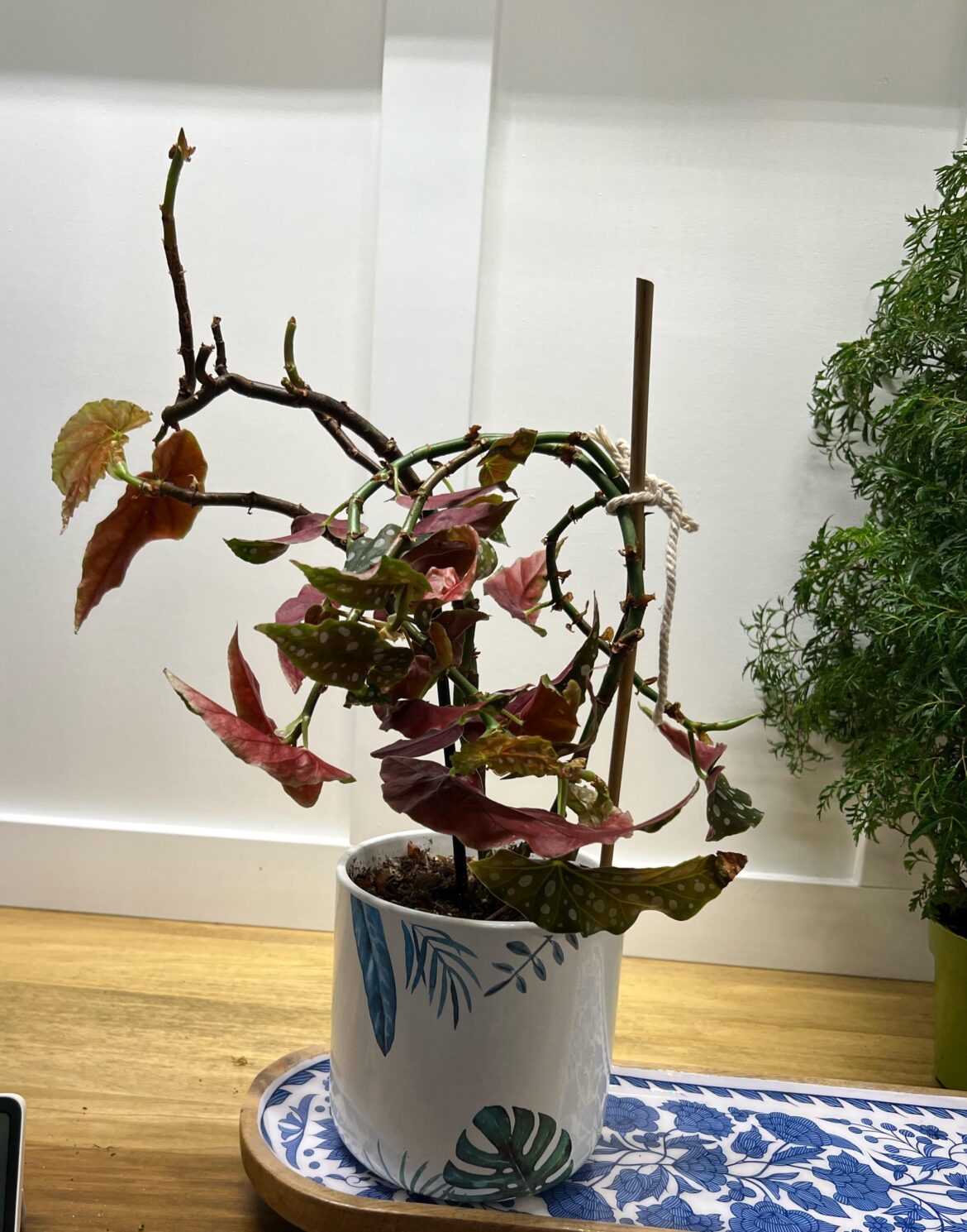 What do I even do What do I even do