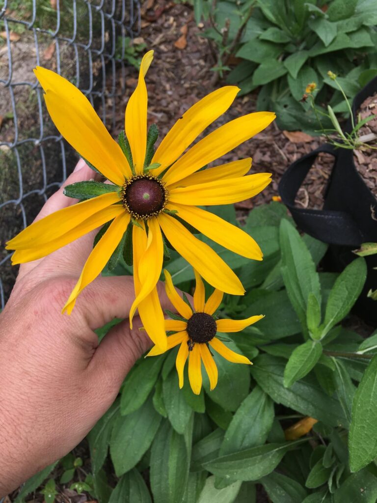 Massive Black Eyed Susan Massive Black Eyed Susan