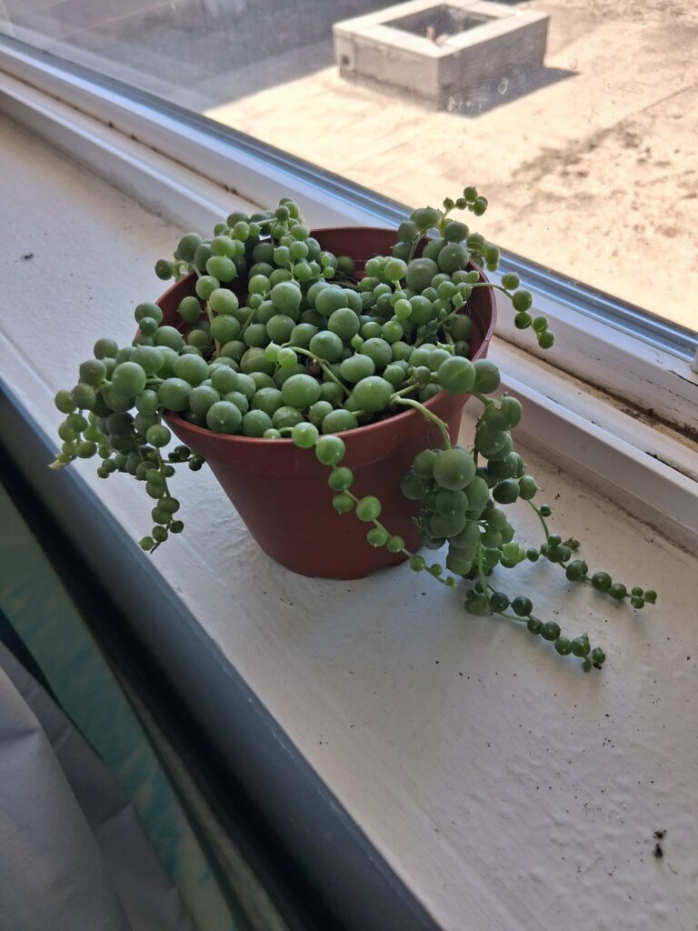 New string of pearls 3 months progress