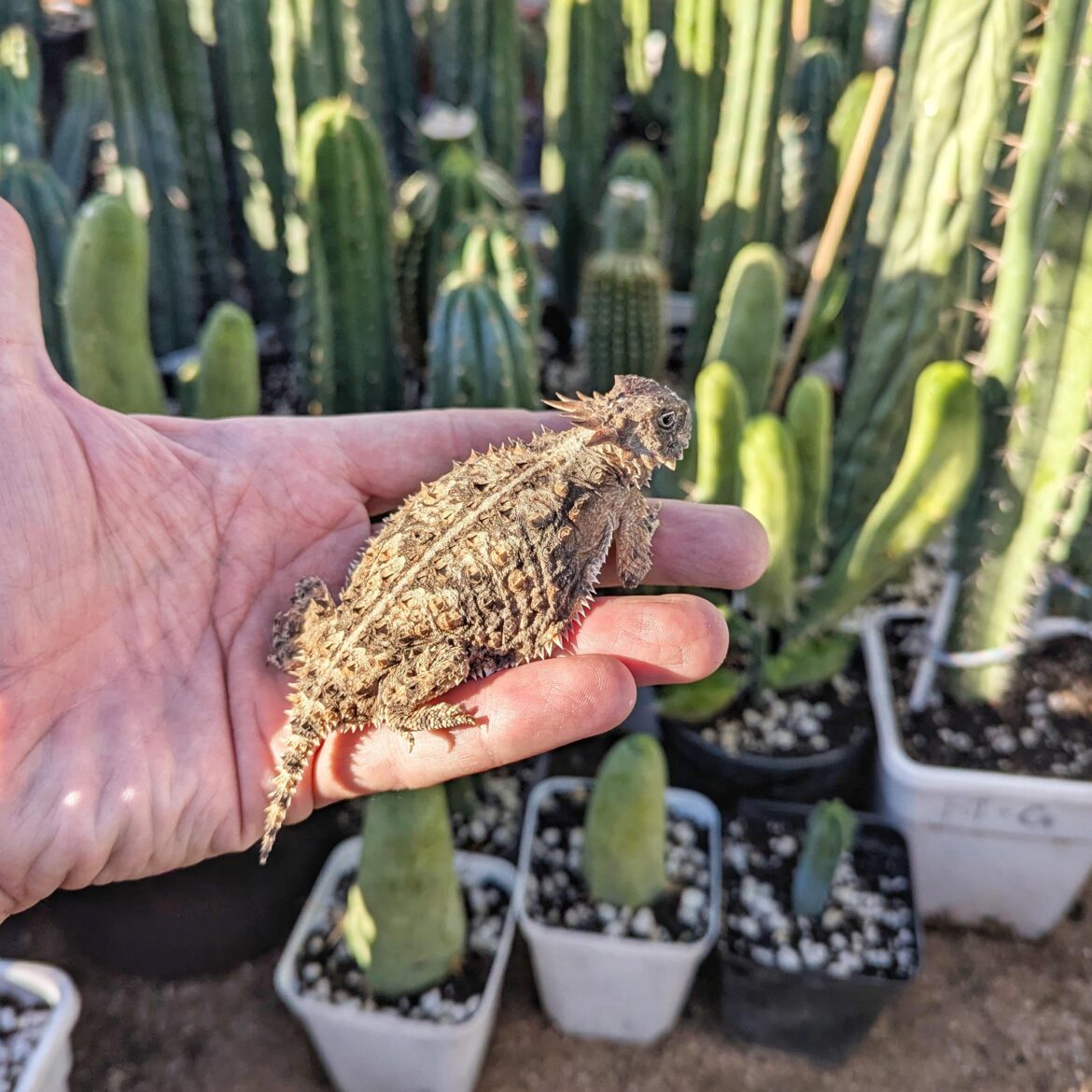 Found a Friend in the Garden!