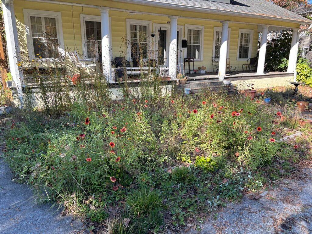 NC native garden – five months in NC native garden - five months in