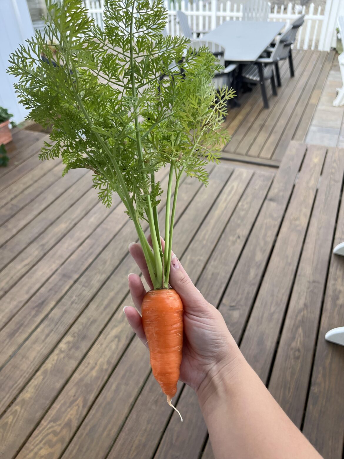 first decent-sized carrot!