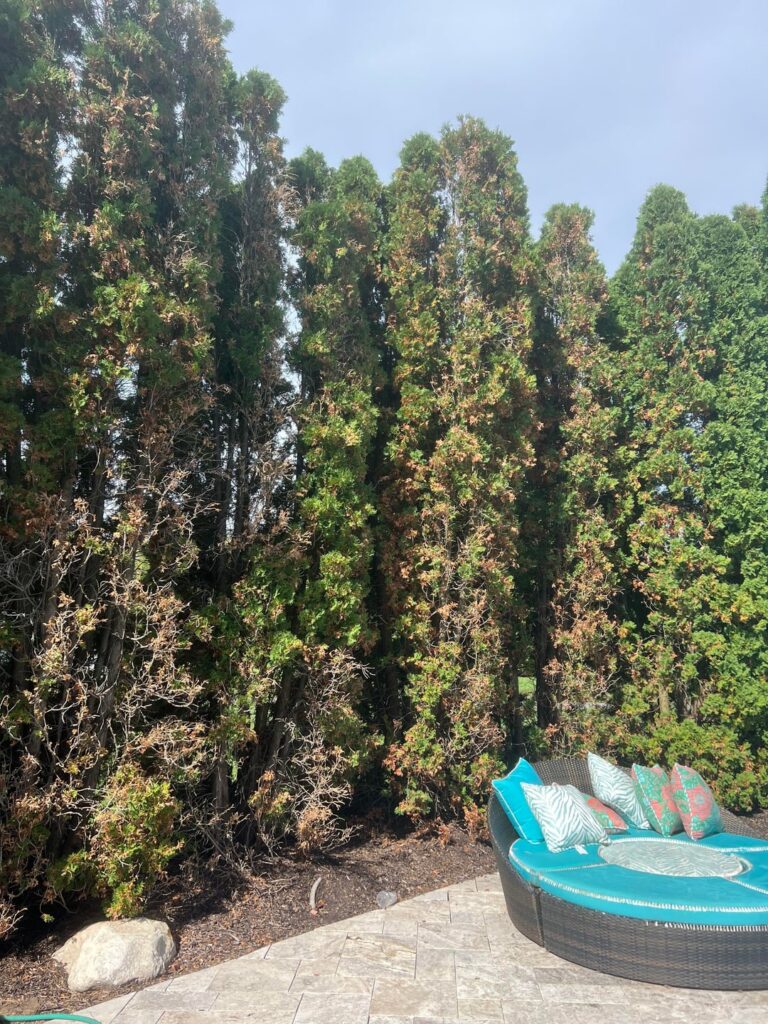Arborvitaes supposedly have “needle blight”.  Does Davey Trees plan make sense? Is this even salvageable