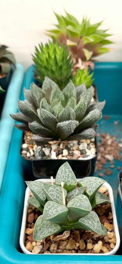 some Haworthias and companion plants