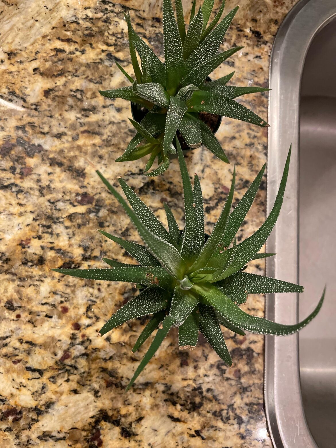 Advice for new plants