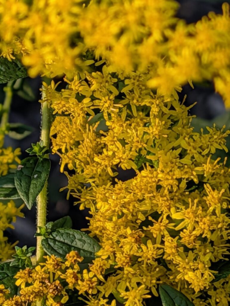 ID Goldenrod Variety?