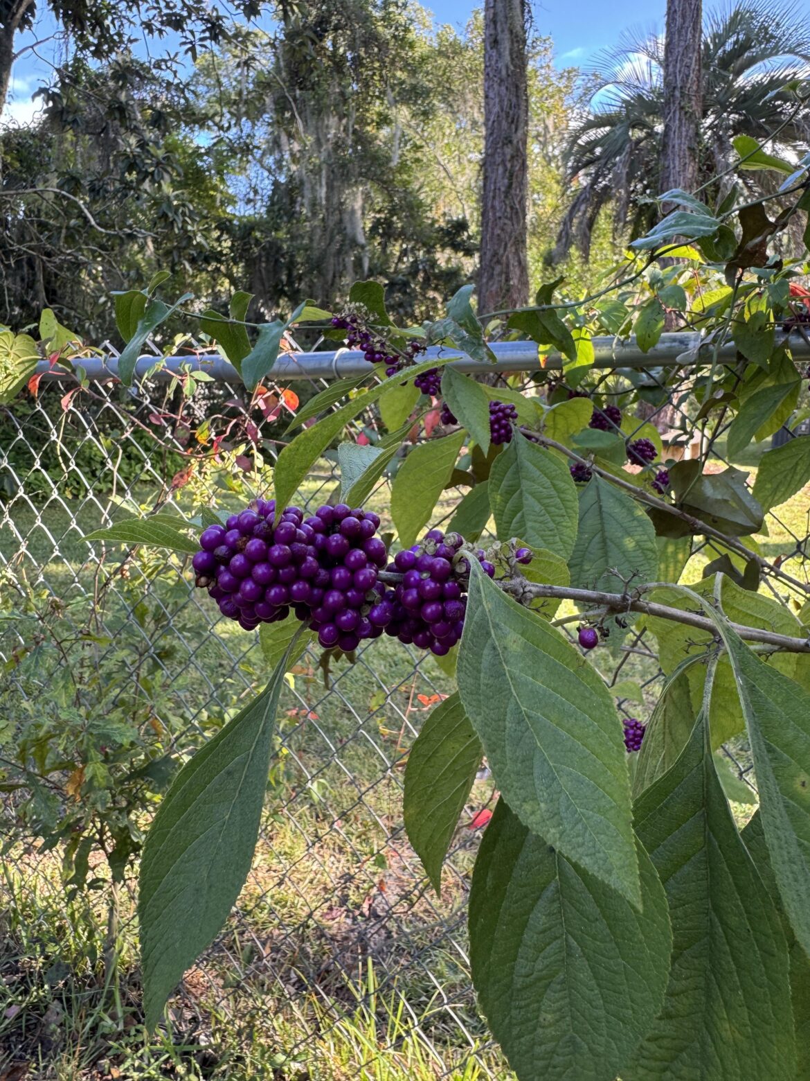 Can anyone help ID these?