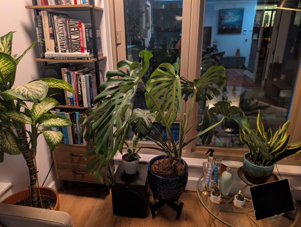 How do I stop my monstera from taking over my living room? How do I stop my monstera from taking over my living room?