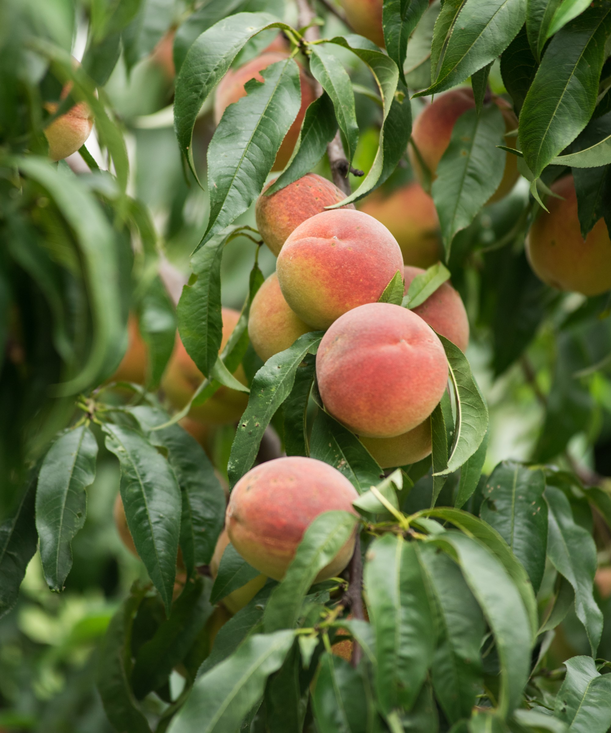 Ripe fruit on a peach tree