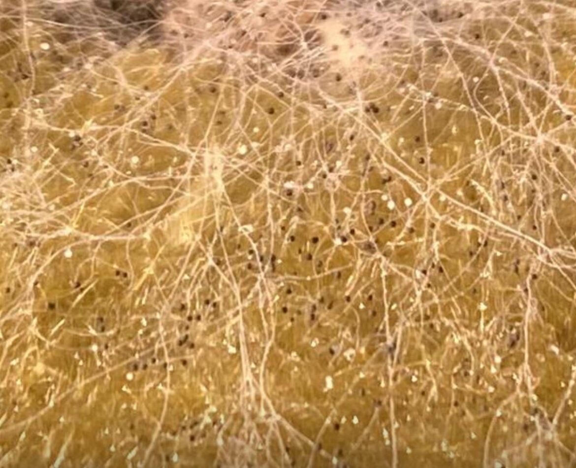 Mold help?