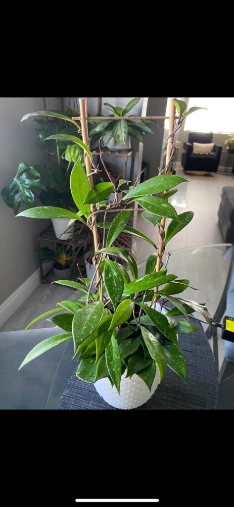 My mom bought me this plant for my Bday in Feb. how it started vs how it’s gng