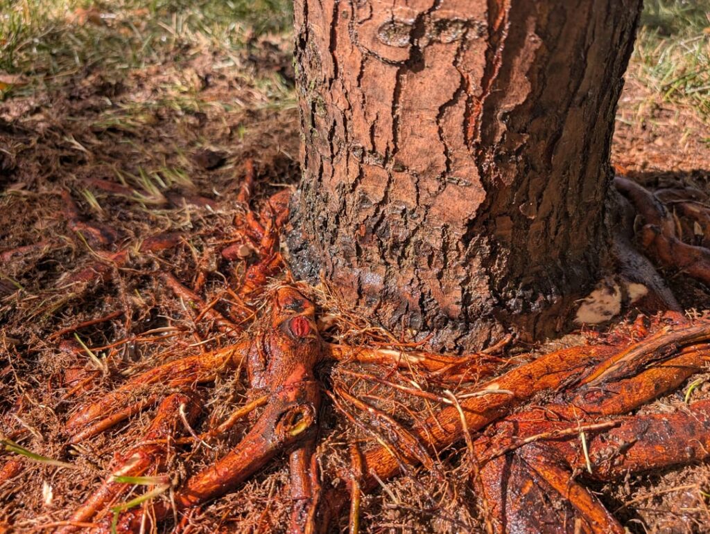 Root flare help Root flare help