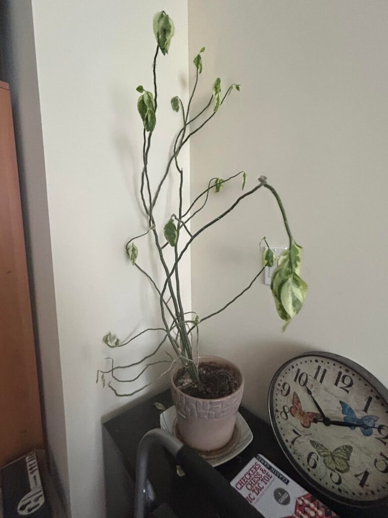 no idea what kind, been dying for months. is it salvageable? no idea what kind, been dying for months. is it salvageable?