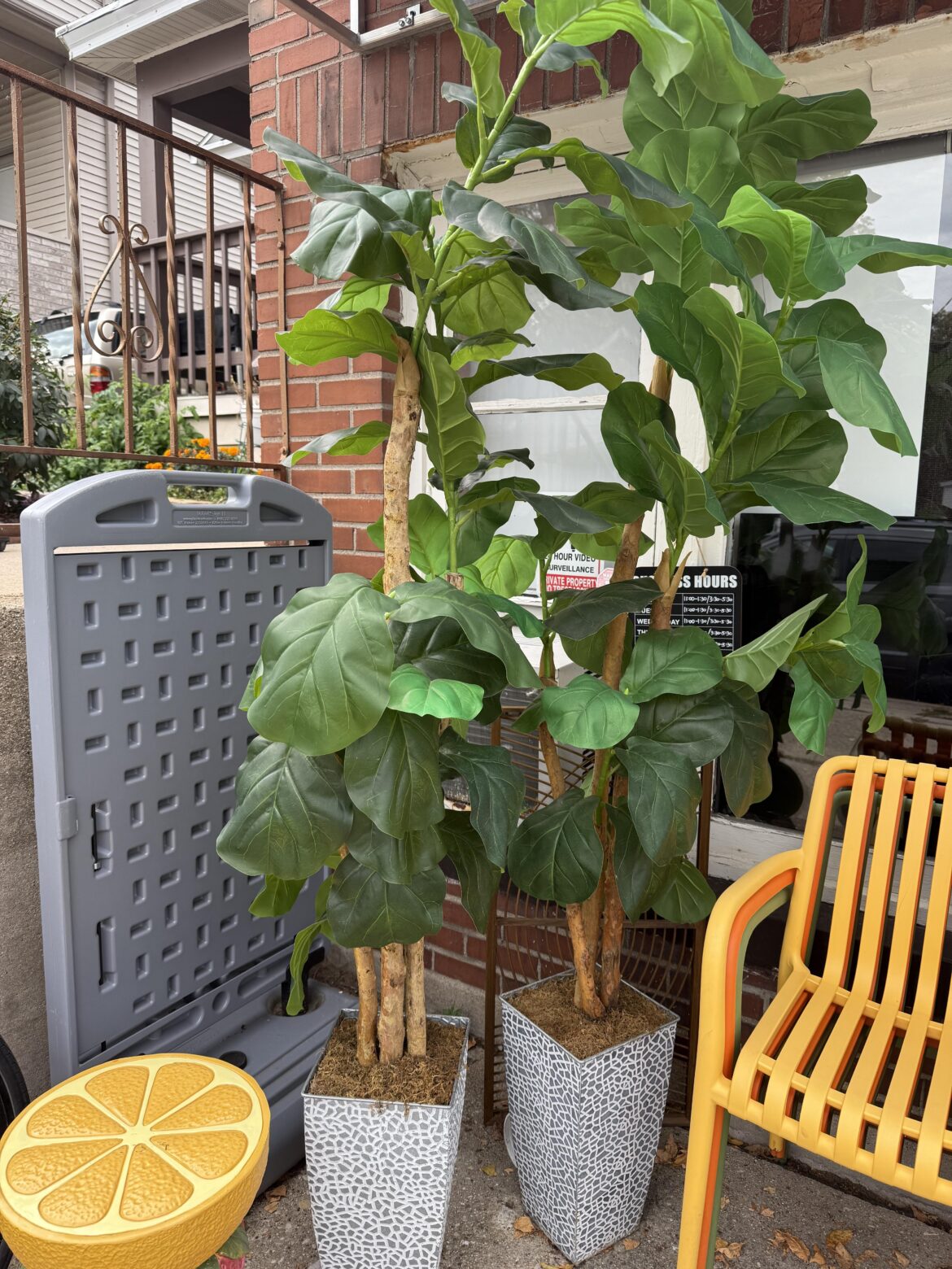 Thriving outdoor Fiddleleaf Figs in Wisconsin