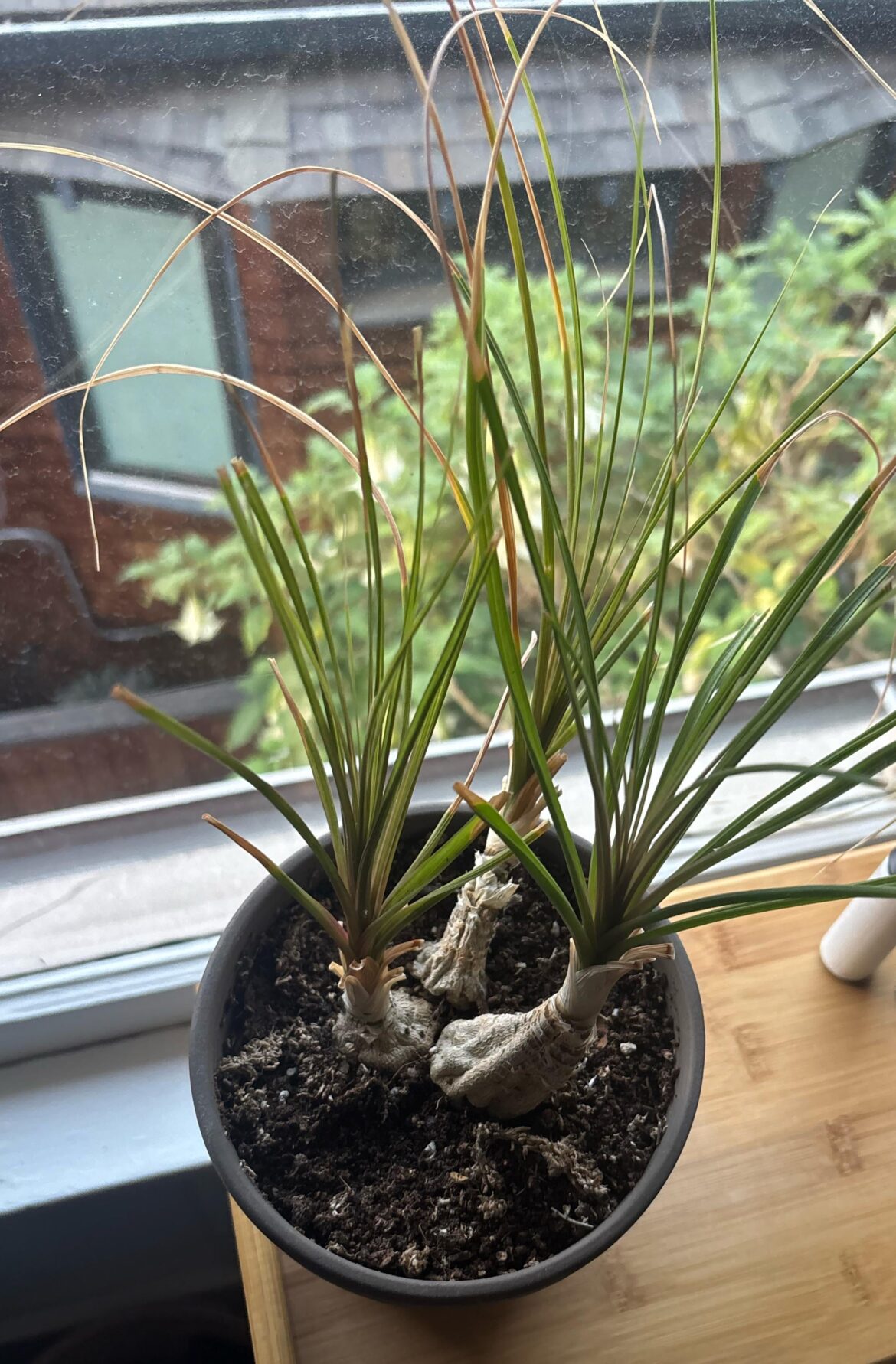 What’s wrong with my plant