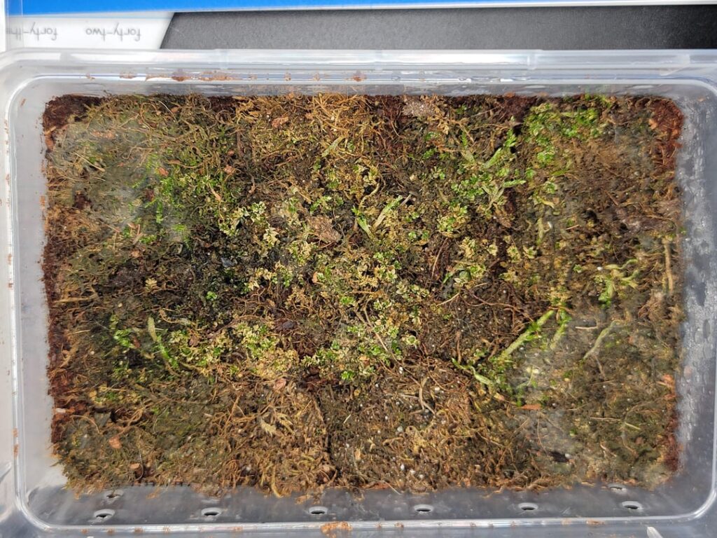 Need to source some springtails? Need to source some springtails?