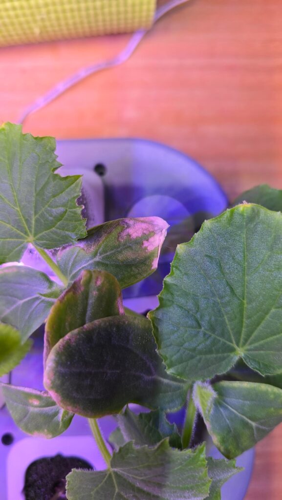 Hi first time growing using hydroponics, what seems to be wrong with this "Cucumis sativus" leafs started changing color a couple days ago