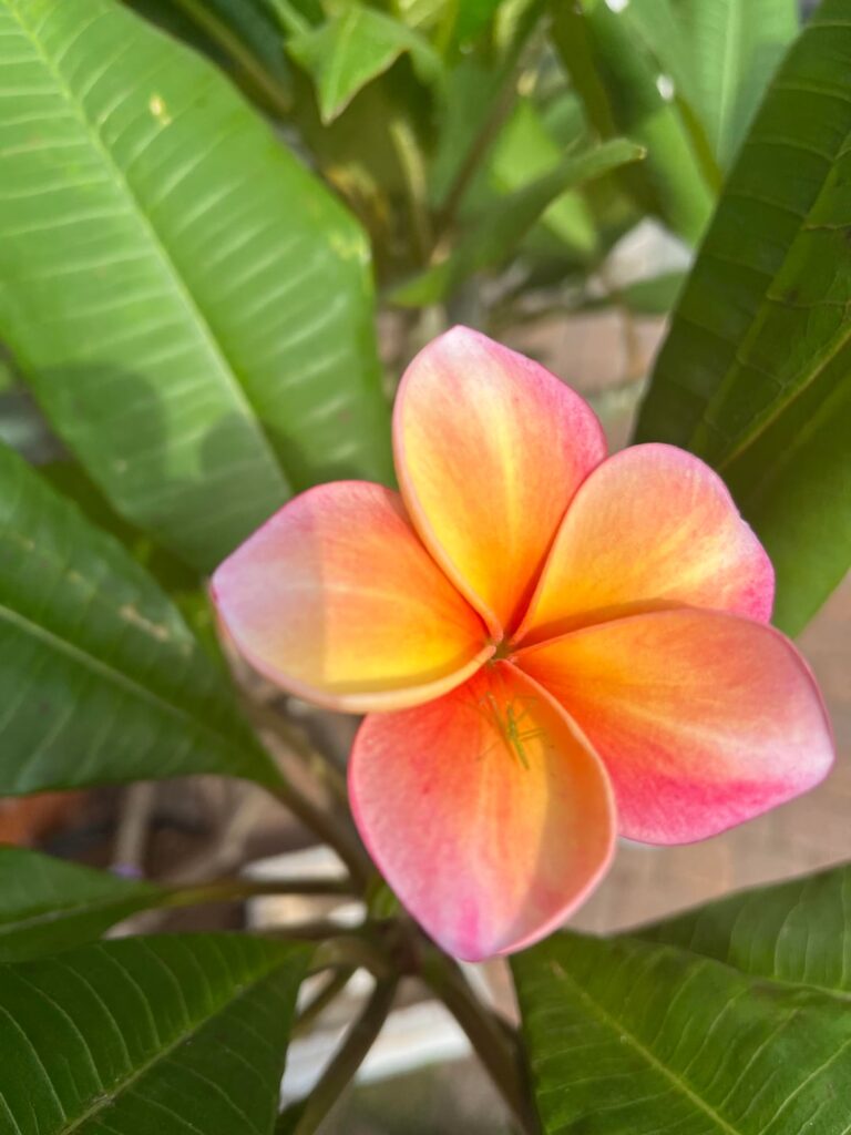 What do you all think of my Sunburst Plumeria?!