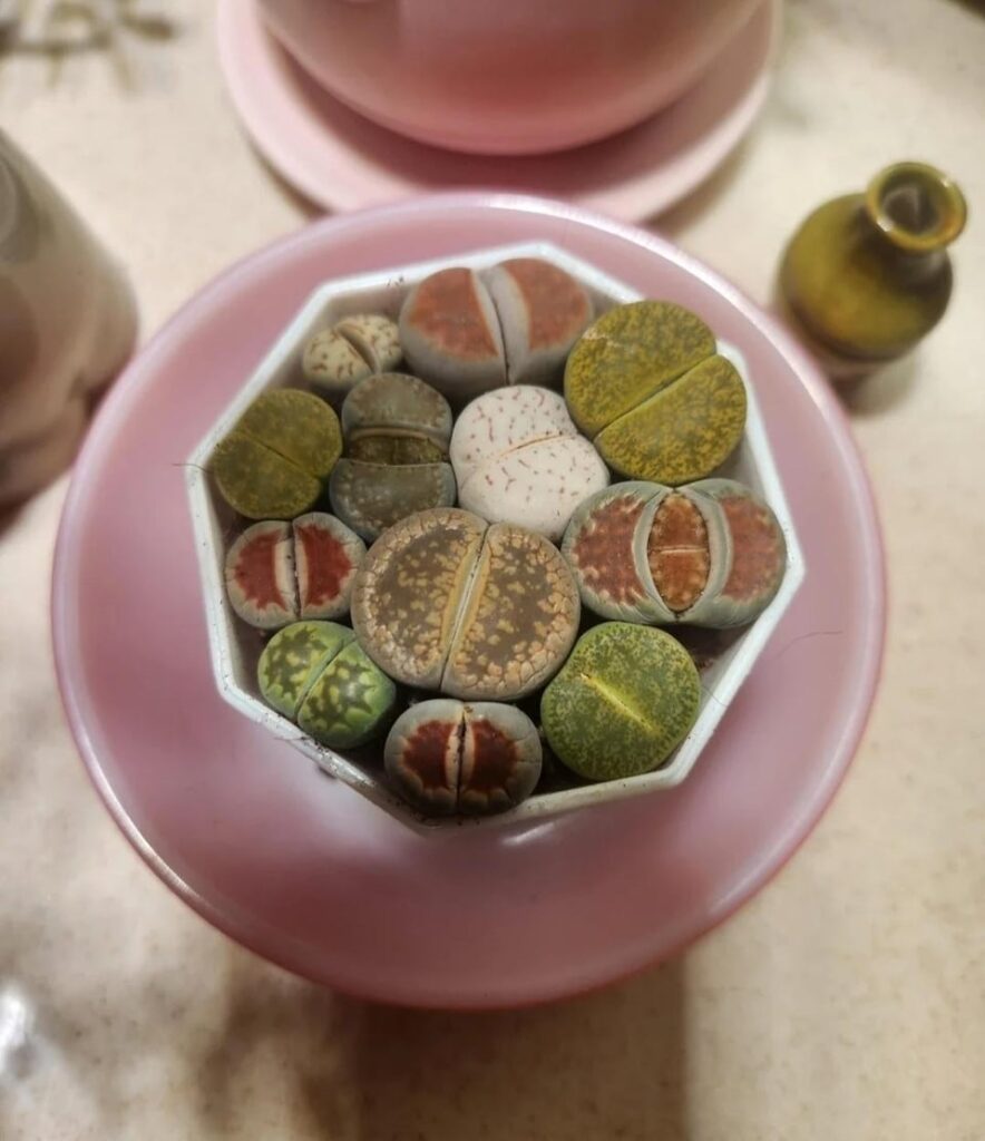 I BLOOMING DID THE THING! I BLOOMING DID THE THING!